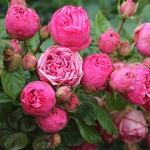 Pink Piano / Пінк Піано